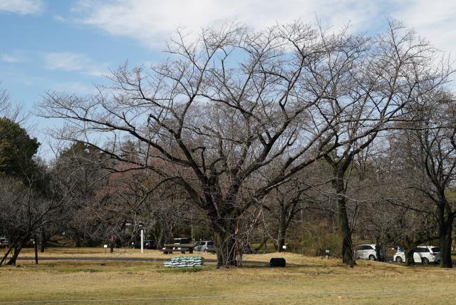 2024年3月29日染井吉野樹形の写真