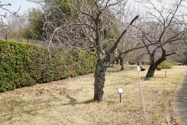 2024年4月2日関山樹形の写真