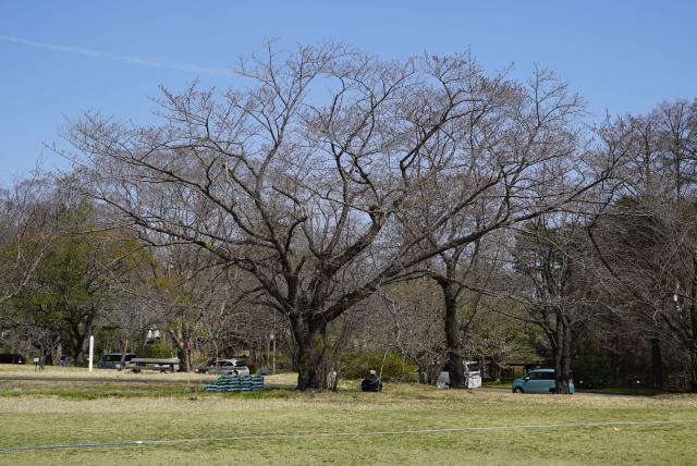 2024年4月2日染井吉野樹形の写真