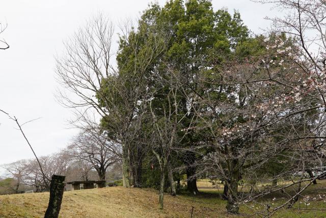 2024年4月4日カンヒザクラ樹形の写真
