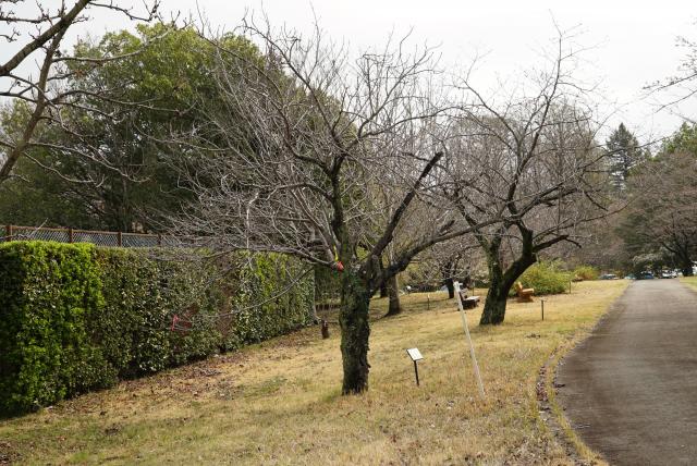 2024年4月4日関山樹形の写真