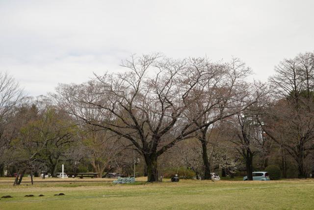 2024年4月4日染井吉野樹形の写真