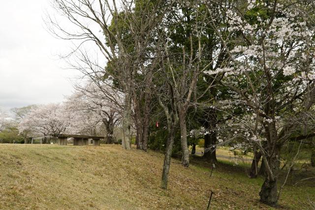 2024年4月8日カンヒザクラ樹形の写真