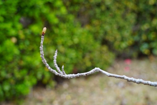 2024年4月8日関山花芽の写真