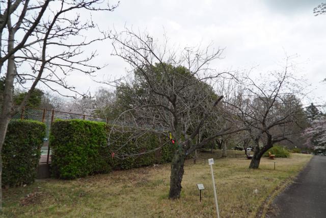 2024年4月8日関山樹形の写真
