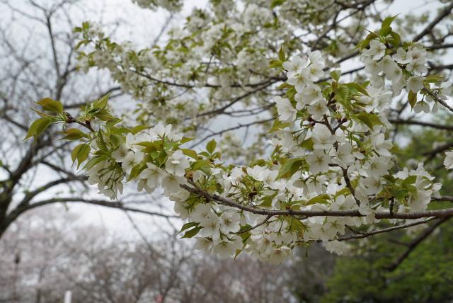 2024年4月8日オオシマザクラ花芽の写真