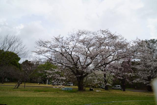 2024年4月8日染井吉野樹形の写真
