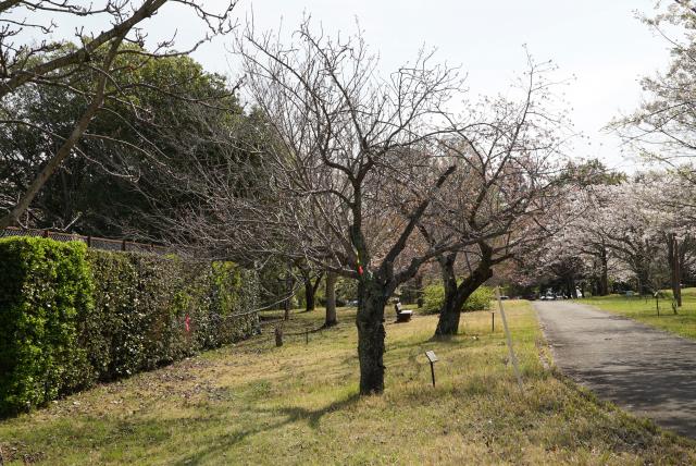 2024年4月11日関山樹形の写真