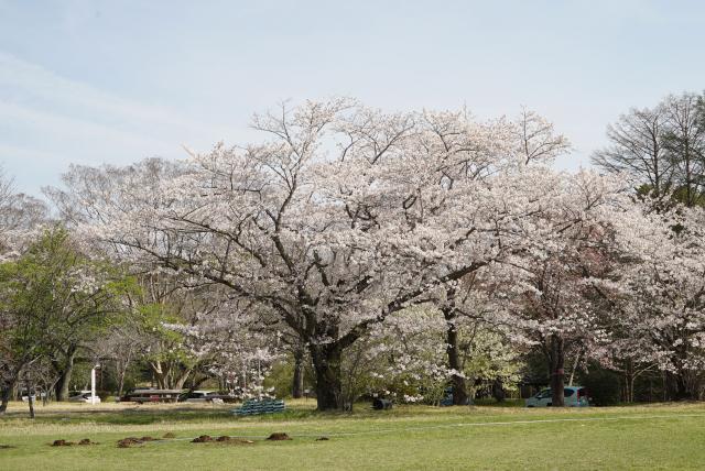 2024年4月11日染井吉野樹形の写真
