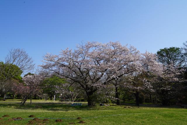 2024年4月15日染井吉野樹形の写真