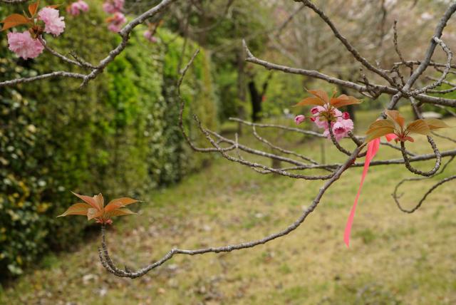 2024年4月18日関山花芽の写真