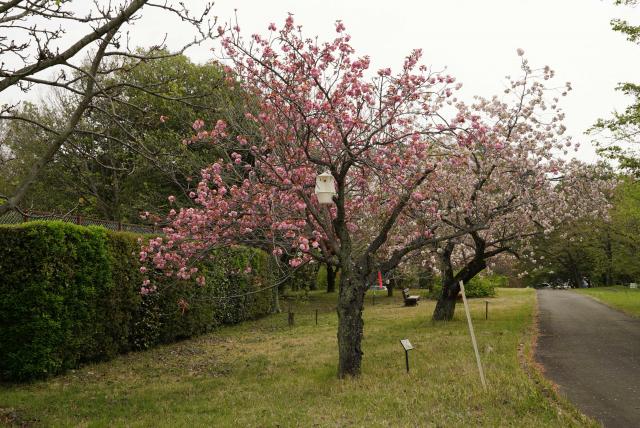 2024年4月18日関山樹形の写真