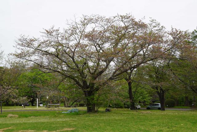 2024年4月18日染井吉野樹形の写真