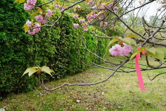 2024年4月22日関山花芽の写真
