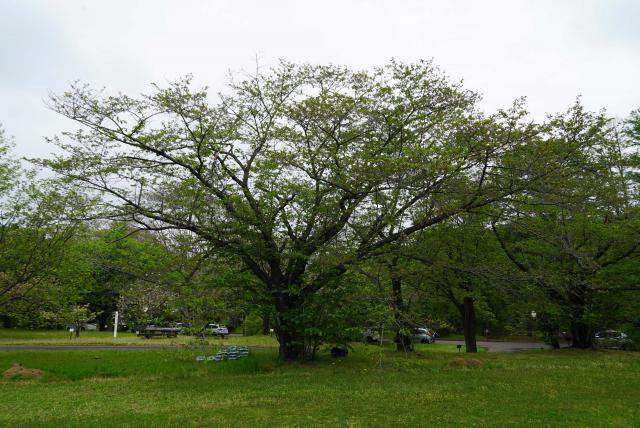 2024年4月22日染井吉野樹形の写真