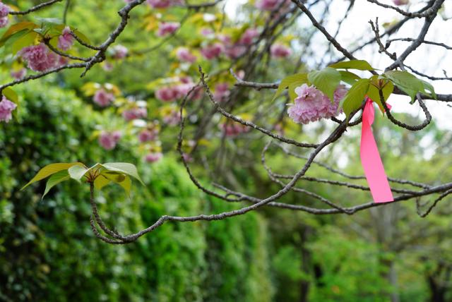 2024年4月25日関山花芽の写真