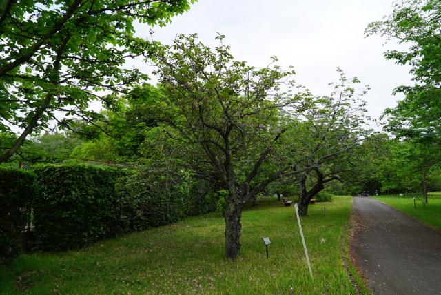2024年4月30日関山樹形の写真