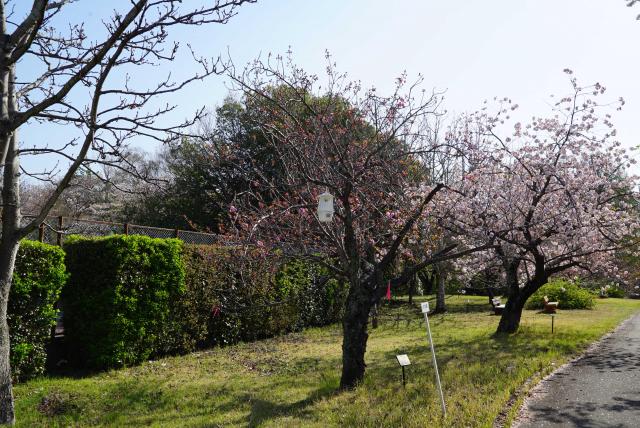 2024年4月15日関山樹形の写真