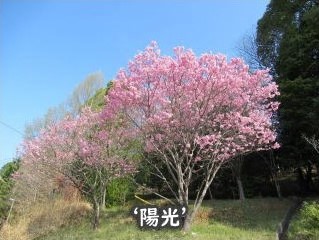 陽光樹形の写真