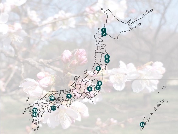 サクラ開花ビジュアルマッピング