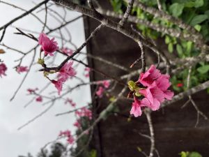 2025年2月14日カンヒザクラ花芽の写真
