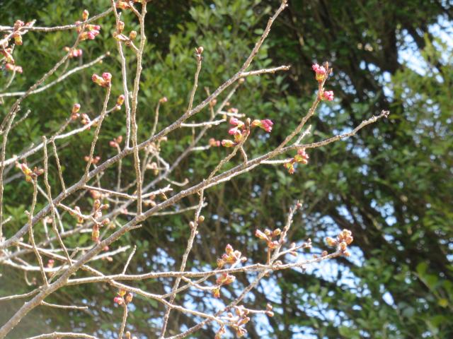 2025年3月21日陽光花芽の写真