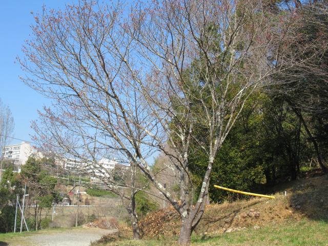 2025年3月21日陽光樹形の写真