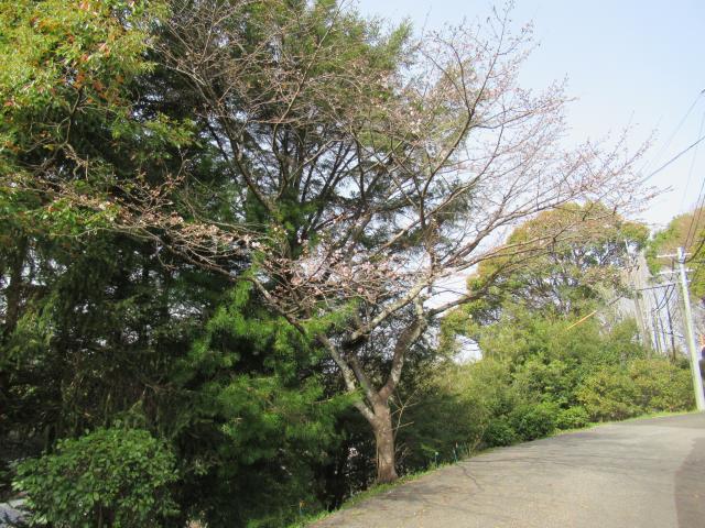 2025年3月25日ソメイヨシノ樹形の写真