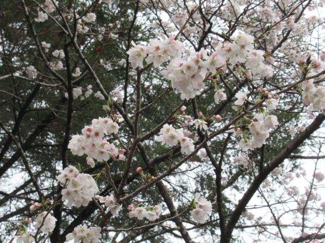 2025年3月28日ソメイヨシノ花芽の写真