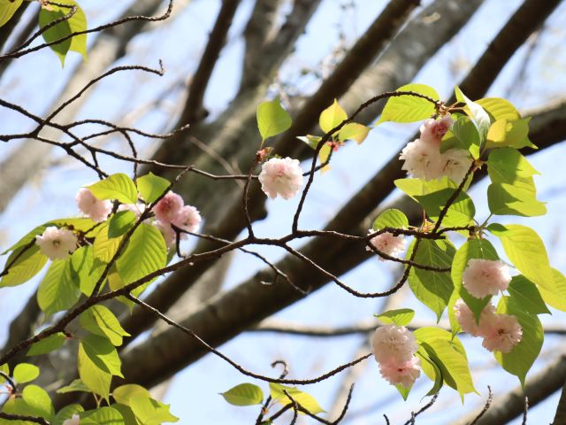 2025年4月11日オオムラザクラ花芽の写真