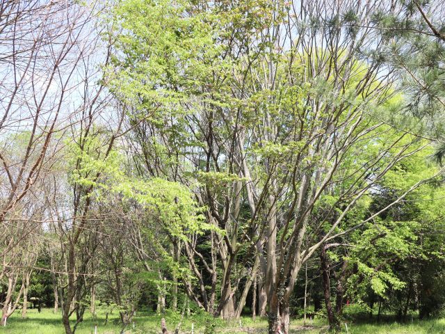 2025年4月11日オオムラザクラ樹形の写真