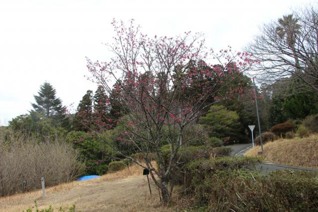 2025年3月14日カンヒザクラ樹形の写真