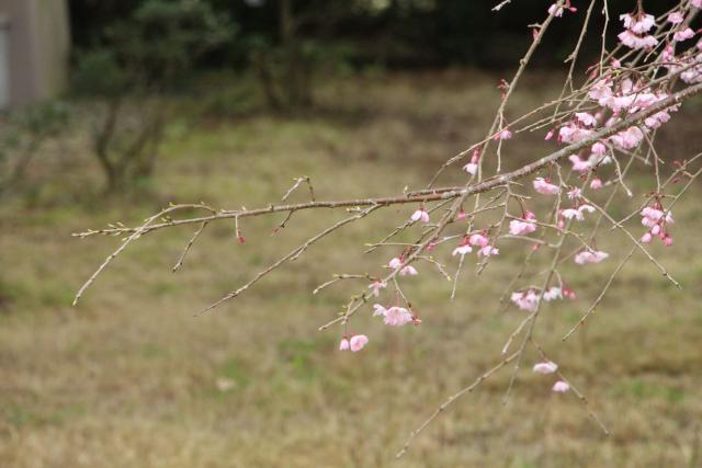 2025年3月28日八重紅枝垂花芽の写真