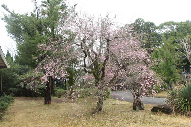 2025年3月28日八重紅枝垂樹形の写真