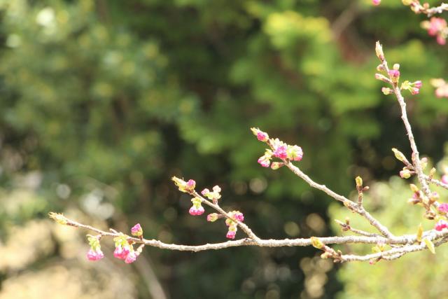 2025年4月3日エド花芽の写真