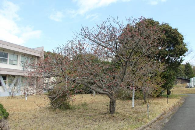 2025年4月3日エド樹形の写真