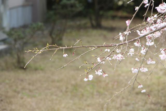 2025年4月3日八重紅枝垂花芽の写真