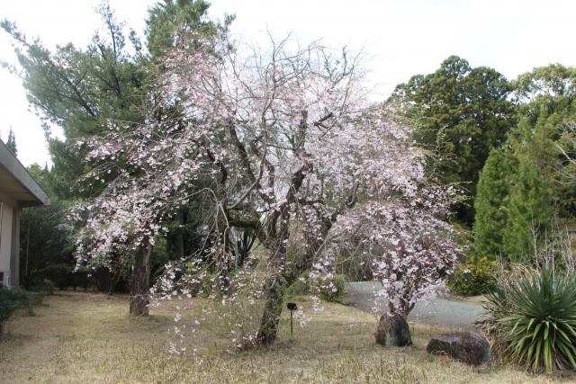 2025年4月3日八重紅枝垂樹形の写真