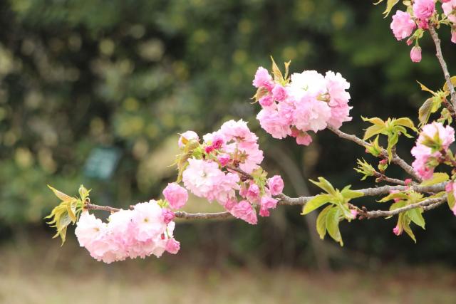 2025年4月8日エド花芽の写真