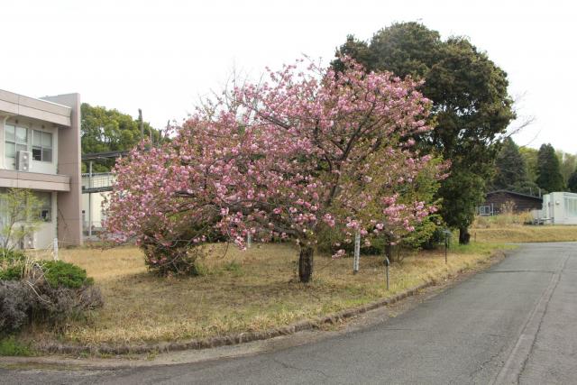 2025年4月8日エド樹形の写真