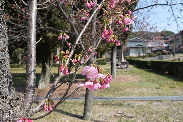 2025年3月26日陽光花芽の写真