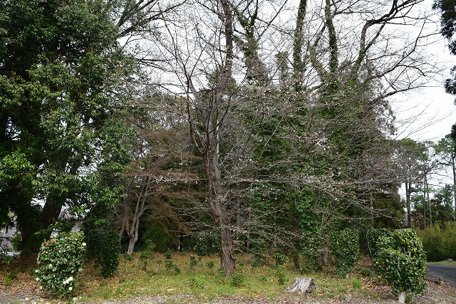2025年3月31日染井吉野樹形の写真