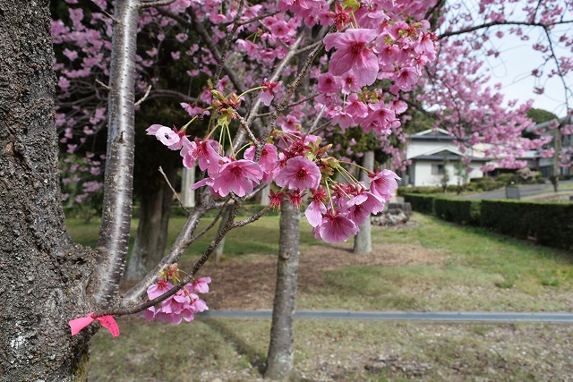 2025年3月31日陽光花芽の写真