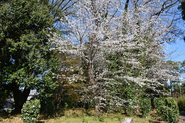2025年4月4日染井吉野樹形の写真