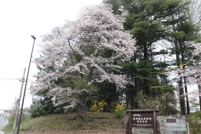 2025年4月21日染井吉野樹形の写真