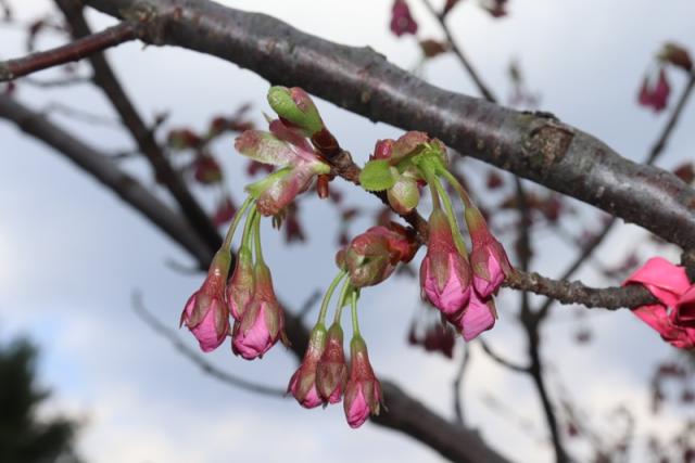 2025年4月21日陽光花芽の写真
