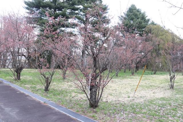 2025年4月21日陽光樹形の写真