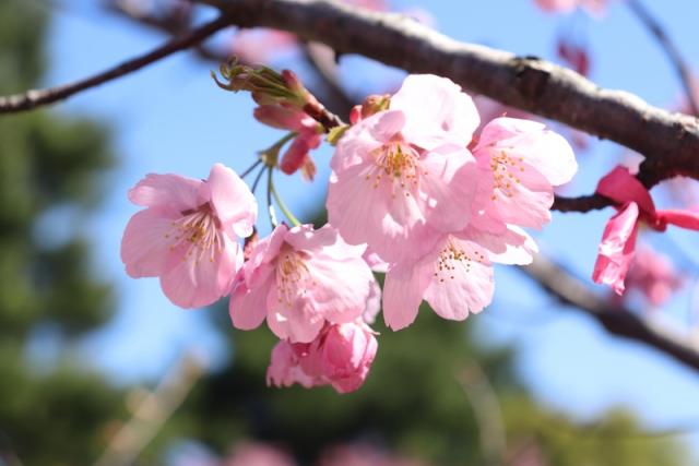 2025年4月24日陽光花芽の写真
