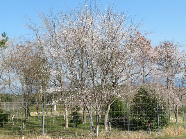 2025年4月7日染井吉野樹形の写真