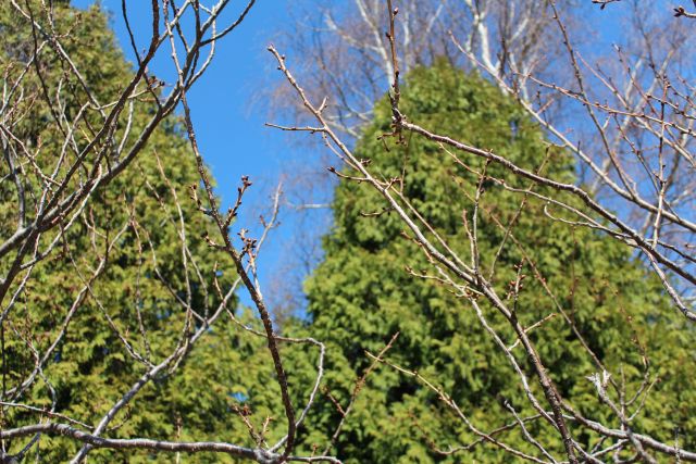 2025年4月17日関山花芽の写真